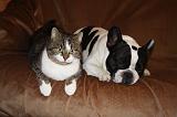 BOULEDOGUE DRANCAIS ET CHAT 012